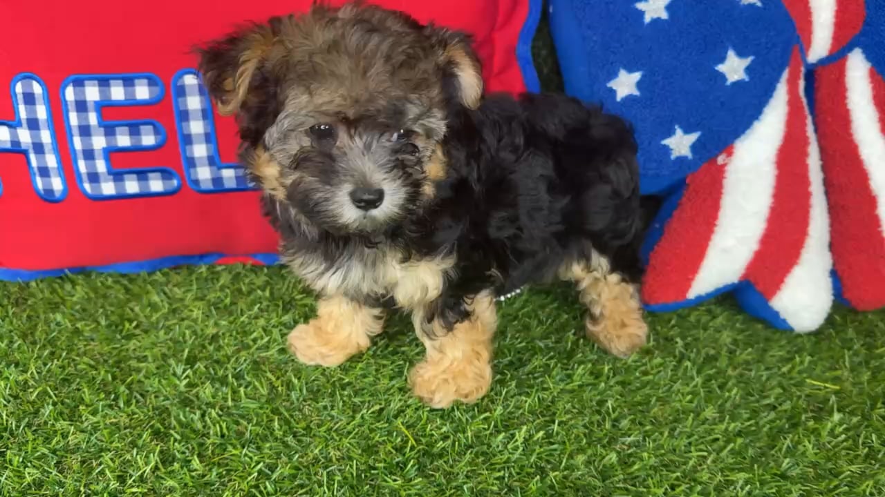 Female Morkie puppy named Gemini for sale at Puppy Dreams - Arlington. video thumbnail