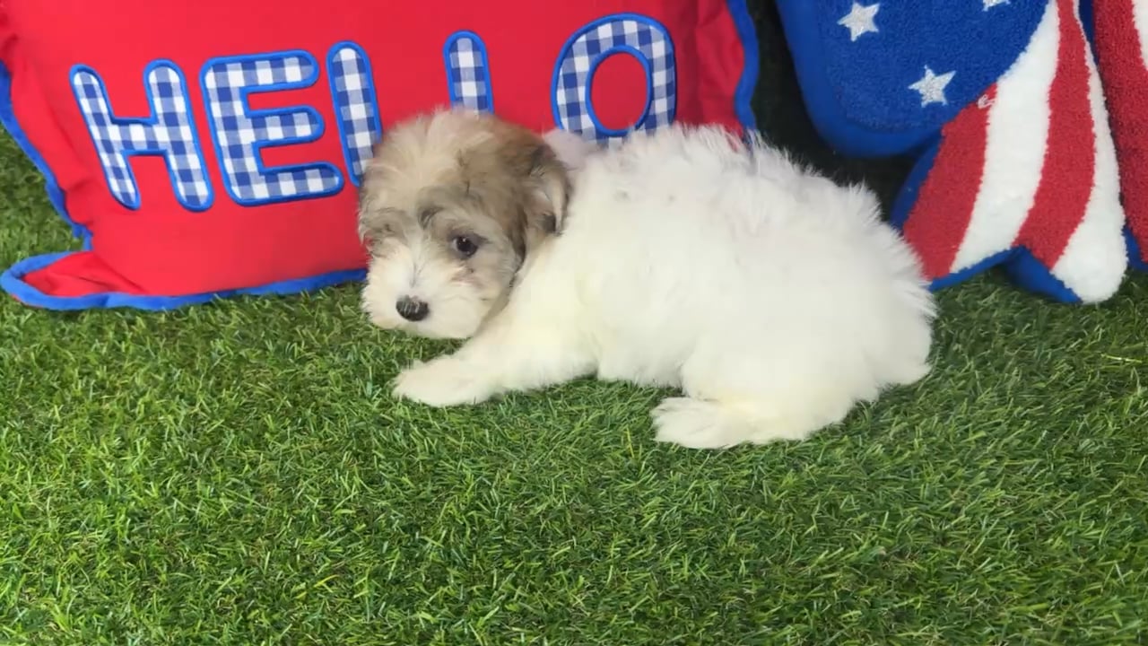Female Morkie puppy named Uni for sale at Puppy Dreams - Arlington. video thumbnail