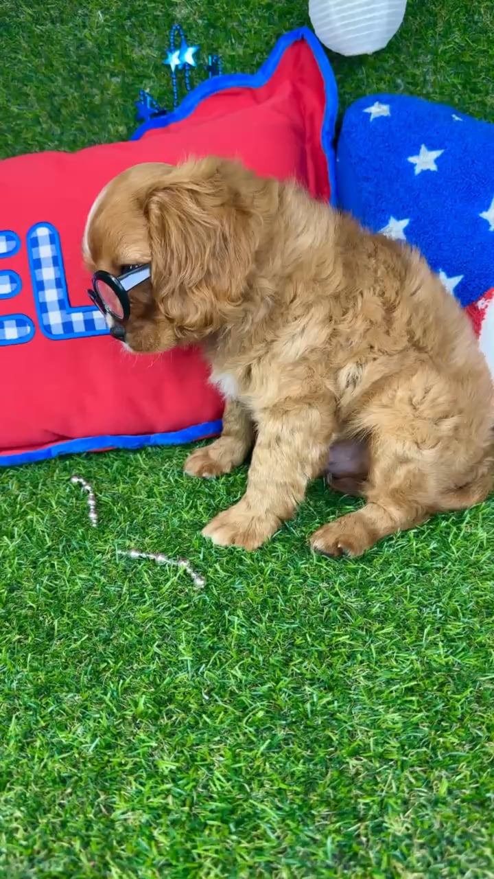 Male Cavalier King Charles Spaniel puppy named Max for sale at Puppy Dreams - Arlington. video thumbnail