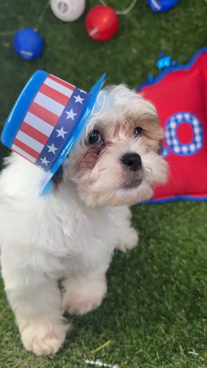 Male Teddy Bear puppy named Lucky for sale at Puppy Dreams - Arlington. video thumbnail