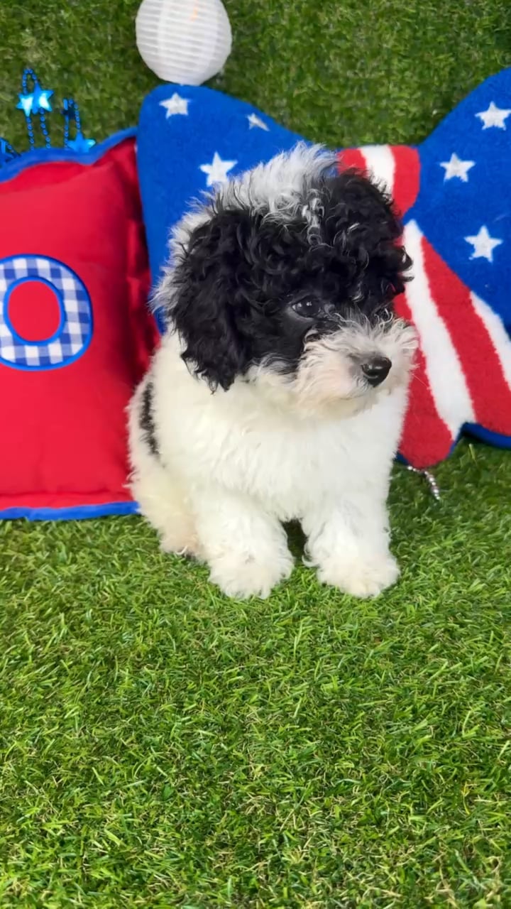 Male Mini Poodle puppy named Furrari for sale at Puppy Dreams - Arlington. video thumbnail