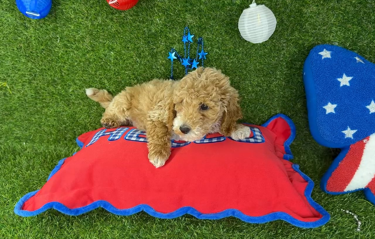 Male Mini Goldendoodle puppy named Rio for sale at Puppy Dreams - Arlington. video thumbnail