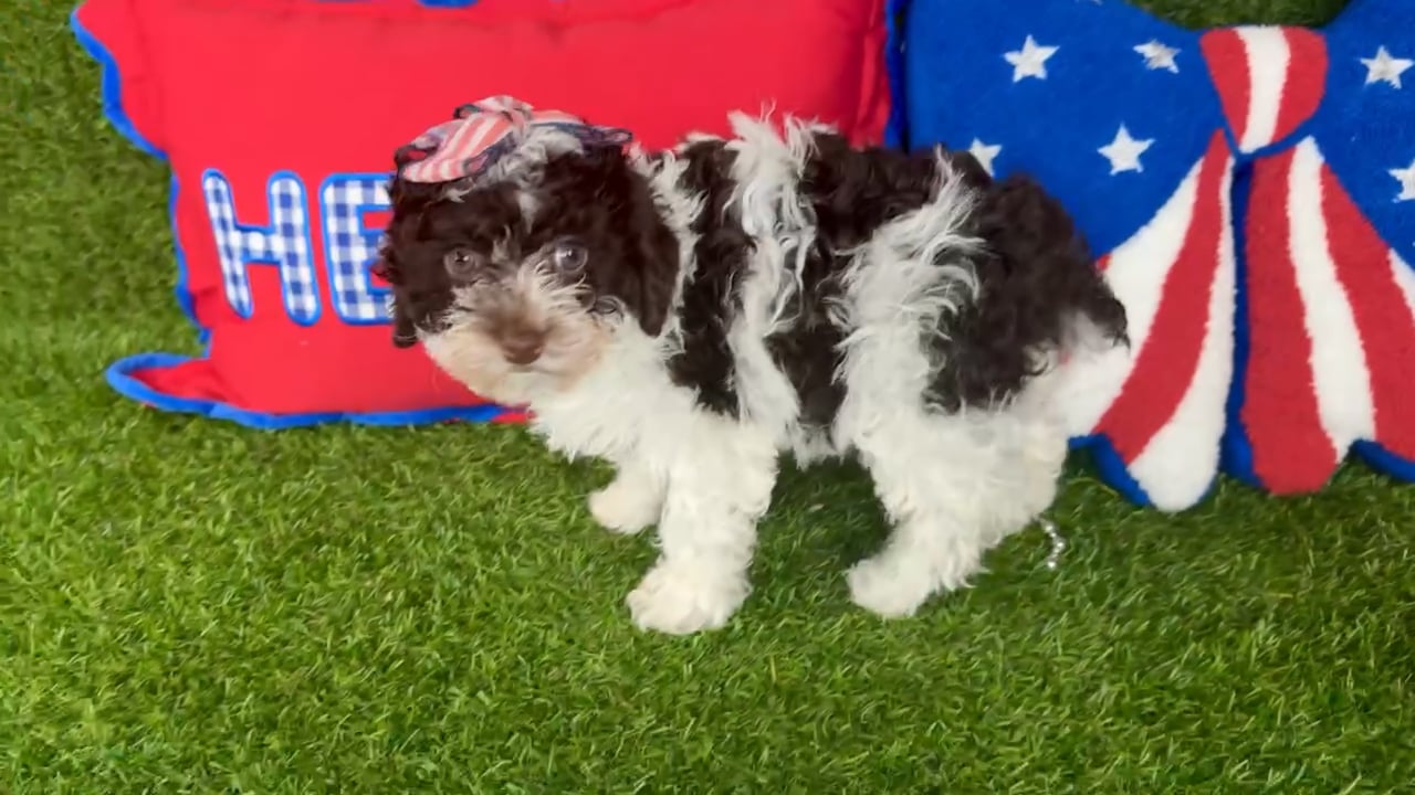 Female Mini Poodle puppy named Bali for sale at Puppy Dreams - Arlington. video thumbnail