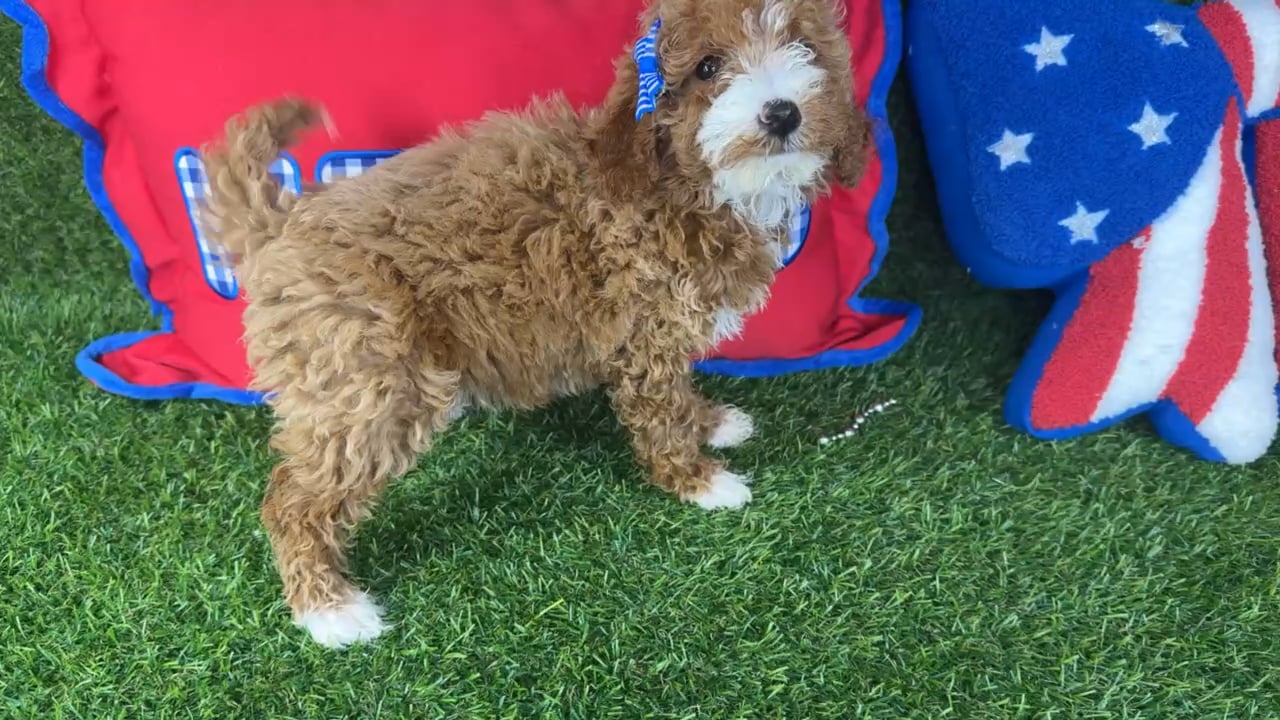 Female Mini Goldendoodle puppy named Indy for sale at Puppy Dreams - Arlington. video thumbnail