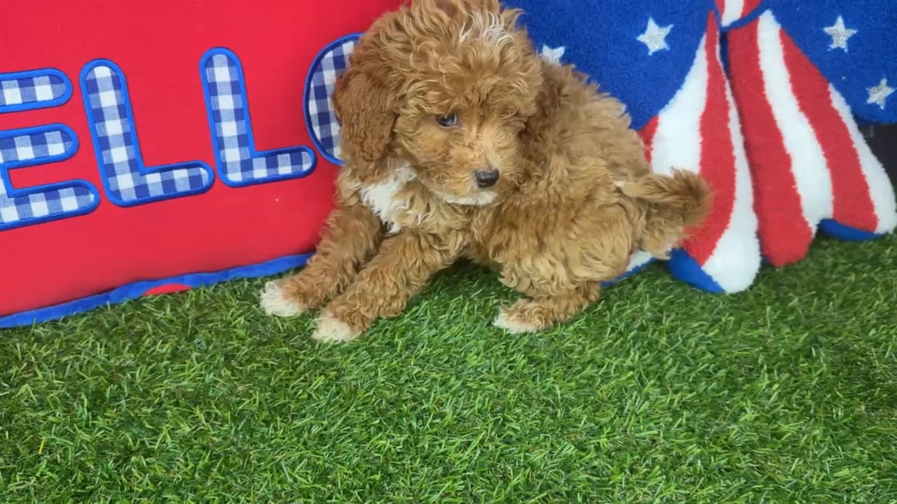 Male Mini Goldendoodle puppy named Puptini for sale at Puppy Dreams - Arlington. video thumbnail