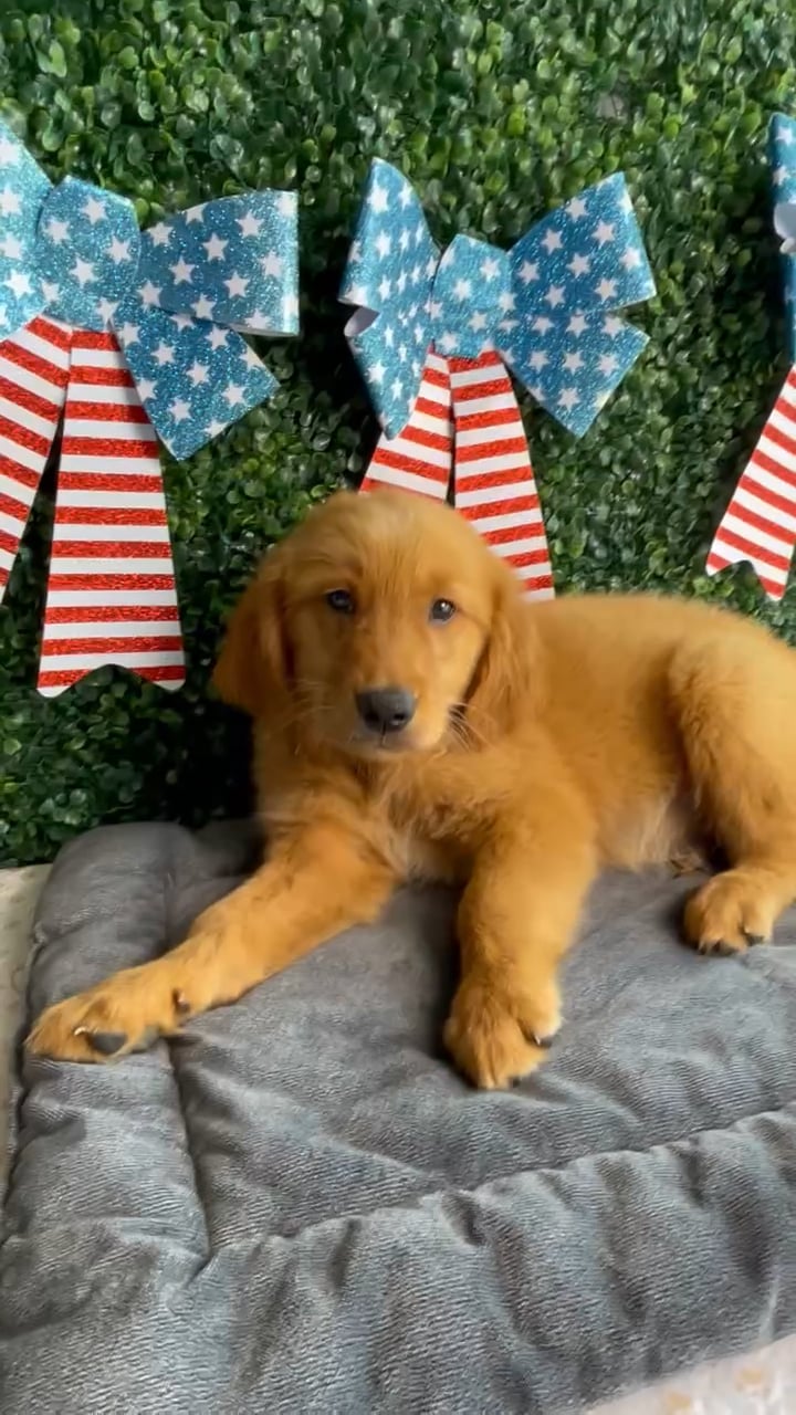 Male Golden Retriever puppy named Lincoln for sale at Puppy Dreams - West Little Rock. video thumbnail