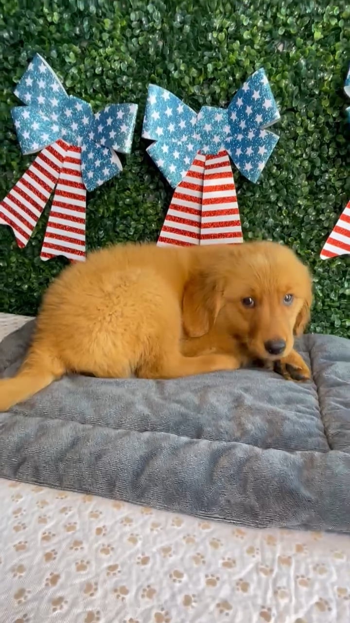 Male Golden Retriever puppy named Boomer for sale at Puppy Dreams - West Little Rock. video thumbnail
