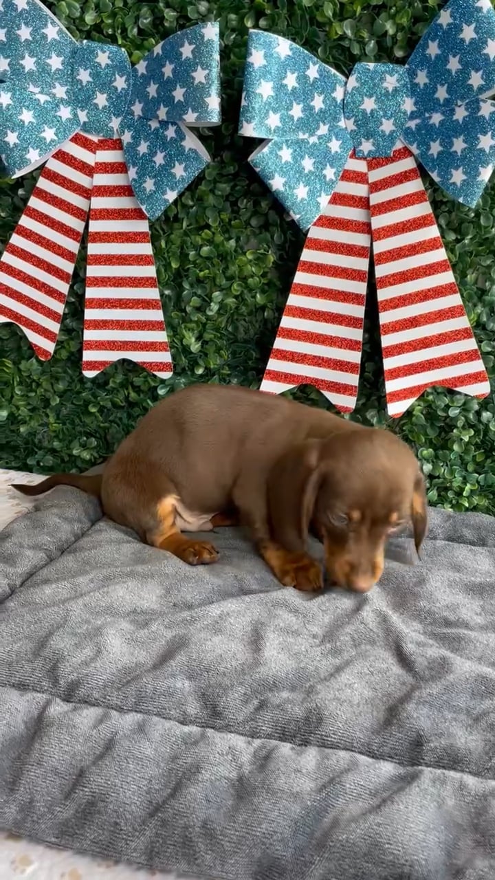 Male Dachshund puppy named Banner for sale at Puppy Dreams - West Little Rock. video thumbnail