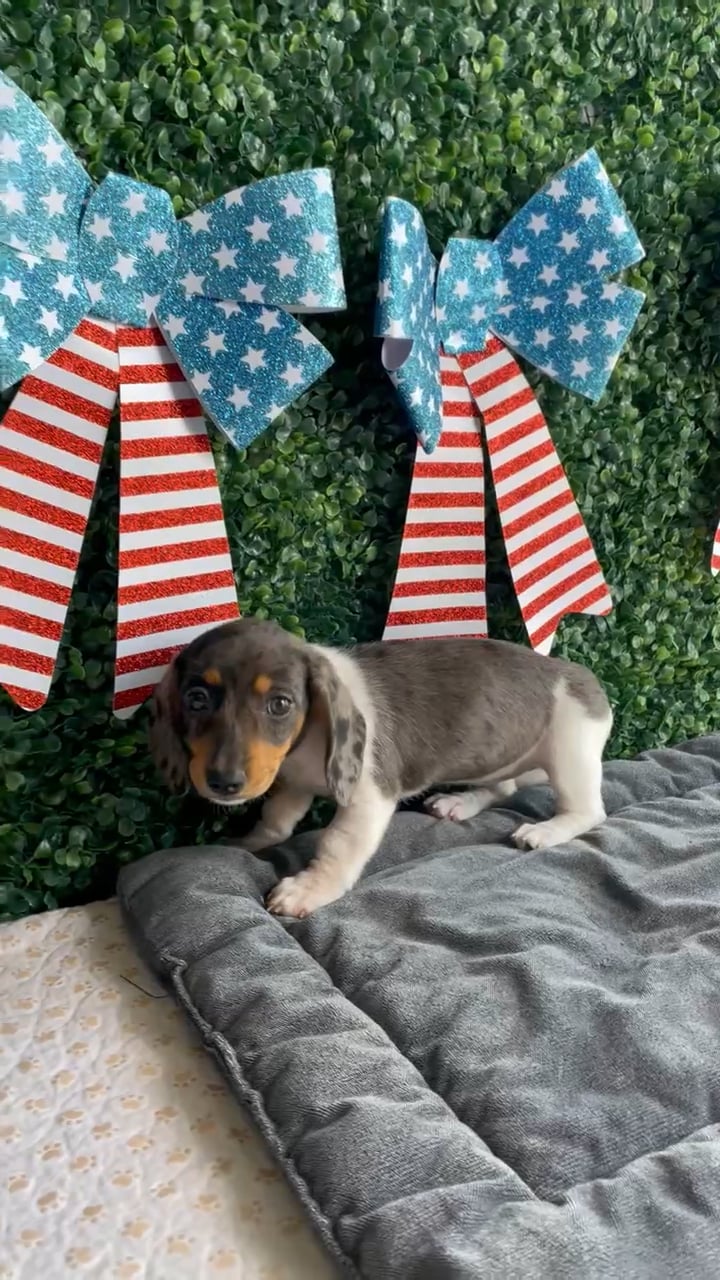 Female Dachshund puppy named Star for sale at Puppy Dreams - West Little Rock. video thumbnail