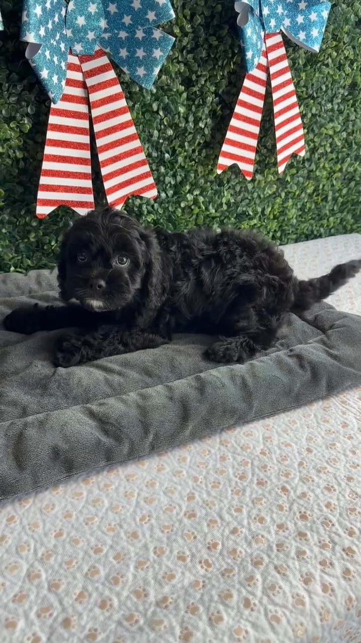 Female Cavapoo puppy named Justice for sale at Puppy Dreams - West Little Rock. video thumbnail