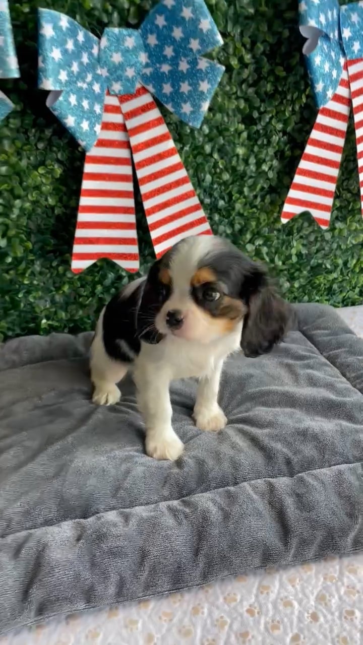 Male Cavalier King Charles Spaniel puppy named Abe for sale at Puppy Dreams - West Little Rock. video thumbnail