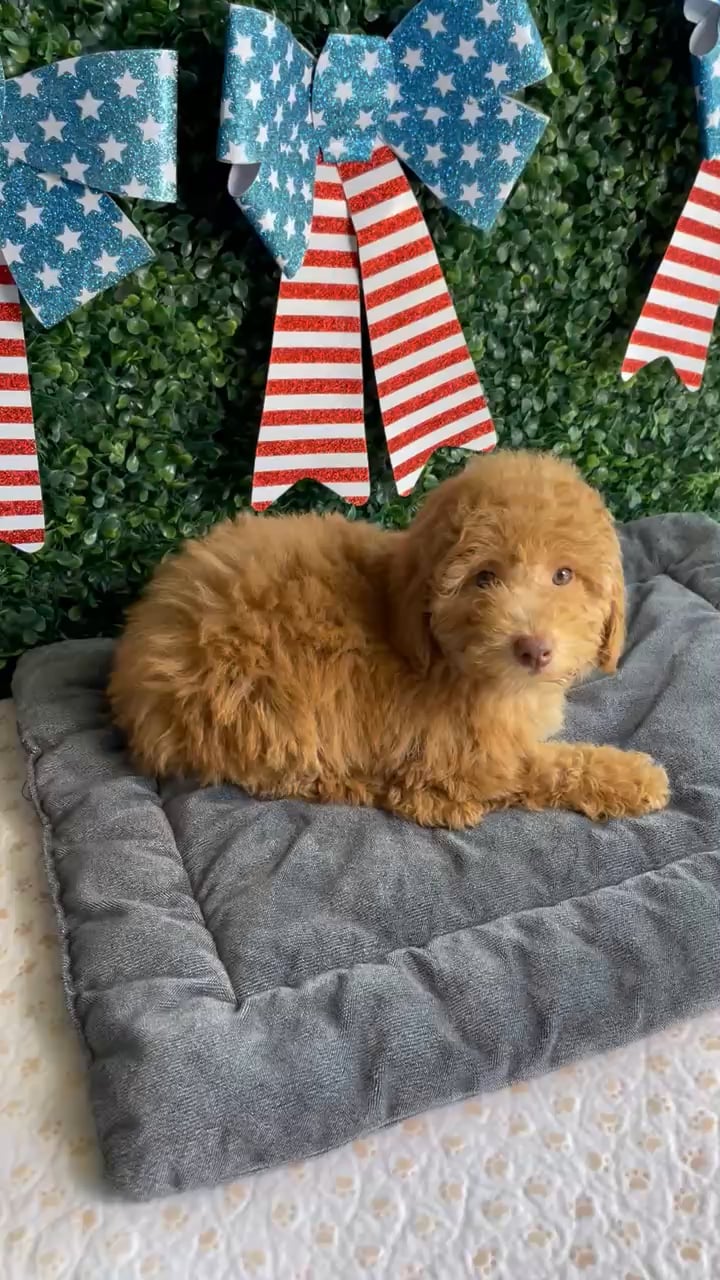 Male Mini Poodle puppy named Liberty for sale at Puppy Dreams - West Little Rock. video thumbnail