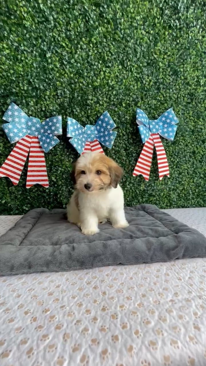 Male Yochon puppy named Sparkler for sale at Puppy Dreams - West Little Rock. video thumbnail