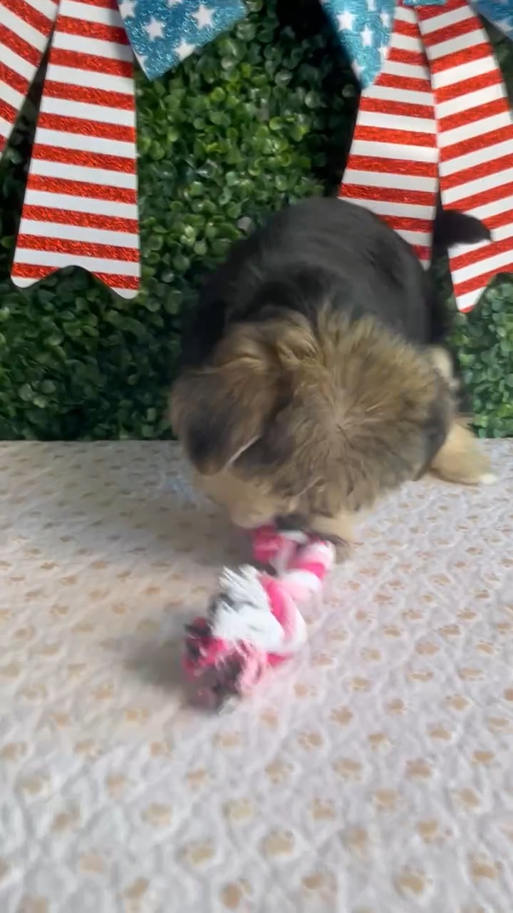 Female Morkie puppy named Patriot for sale at Puppy Dreams - West Little Rock. video thumbnail