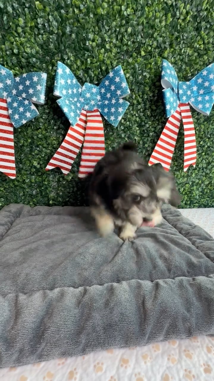 Female Havanese puppy named Firecracker for sale at Puppy Dreams - West Little Rock. video thumbnail