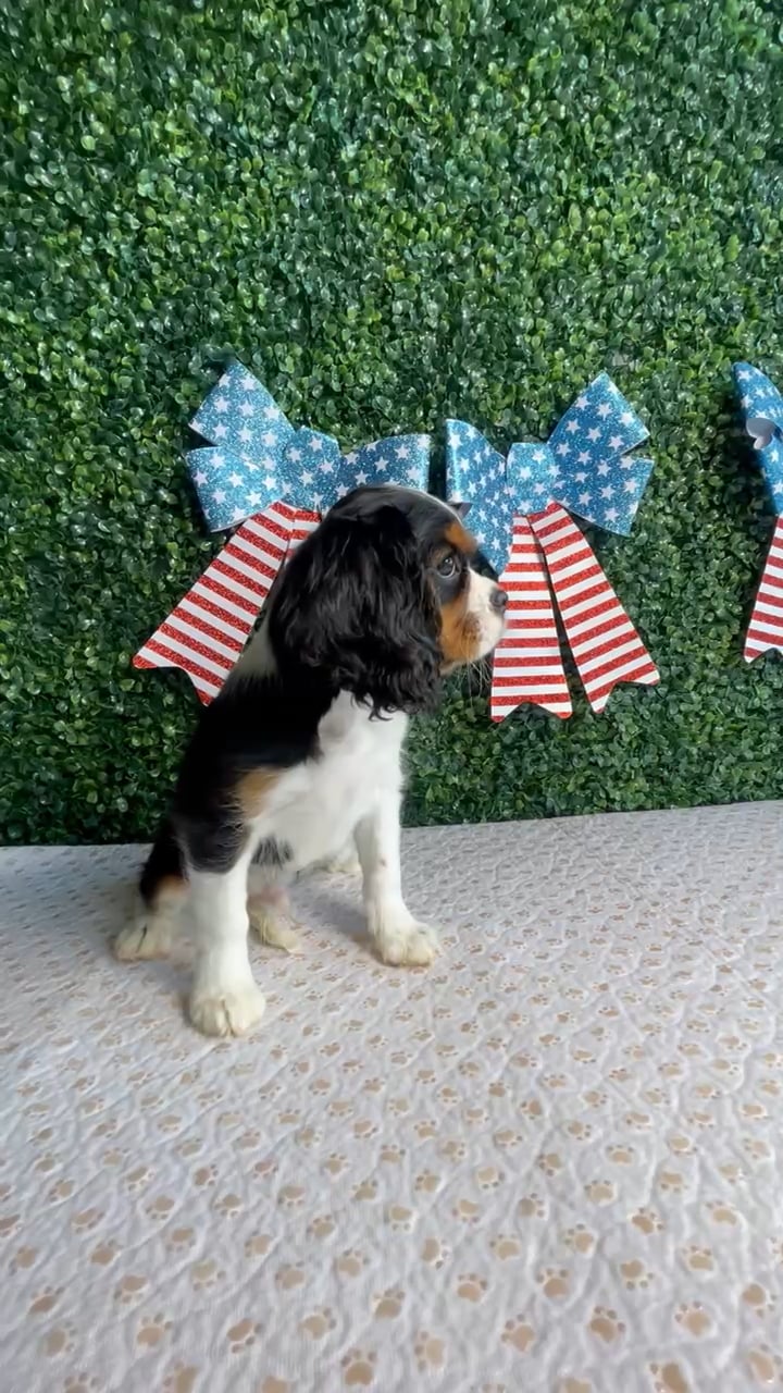 Male Cavalier King Charles Spaniel puppy named Coleslaw for sale at Puppy Dreams - West Little Rock. video thumbnail