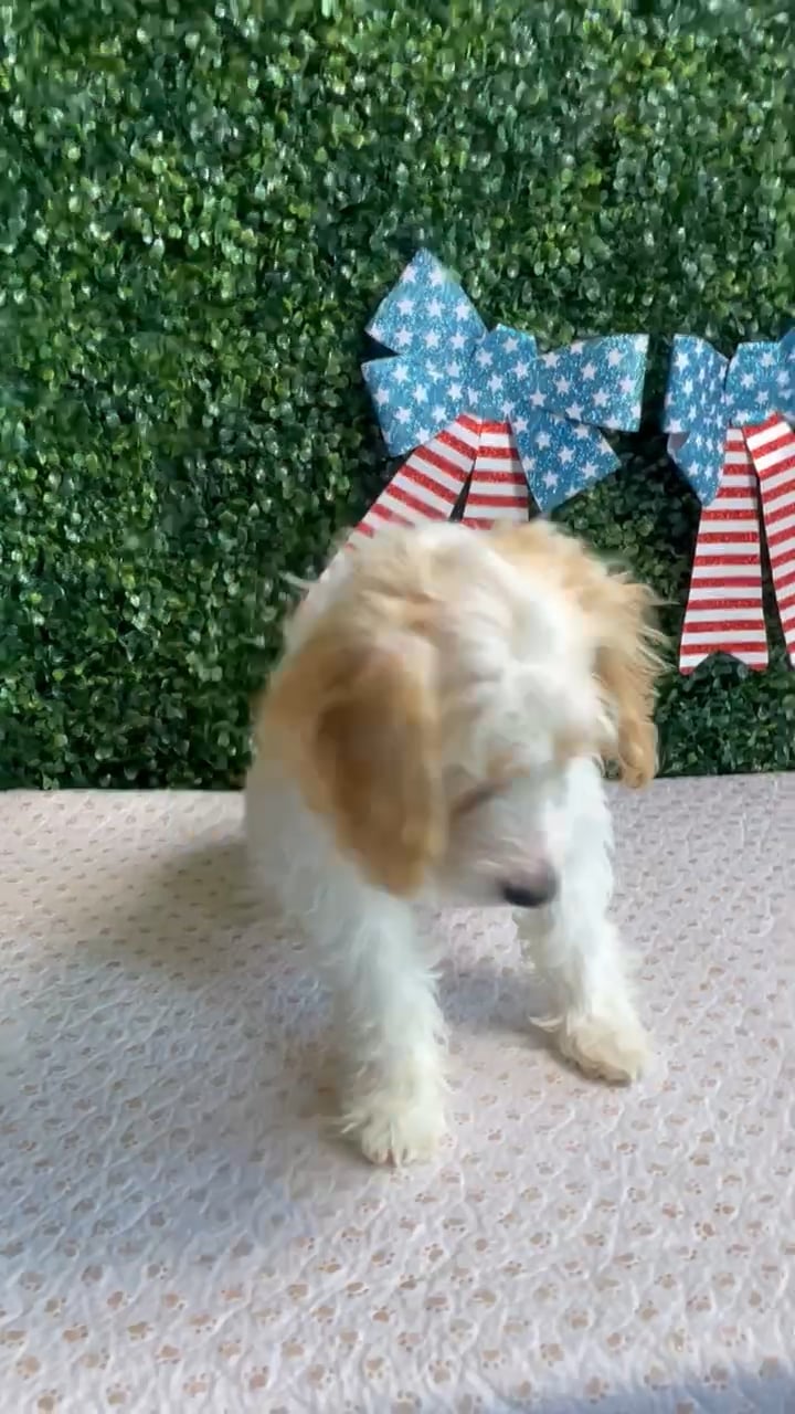 Male Cockapoo puppy named Bluebell for sale at Puppy Dreams - West Little Rock. video thumbnail