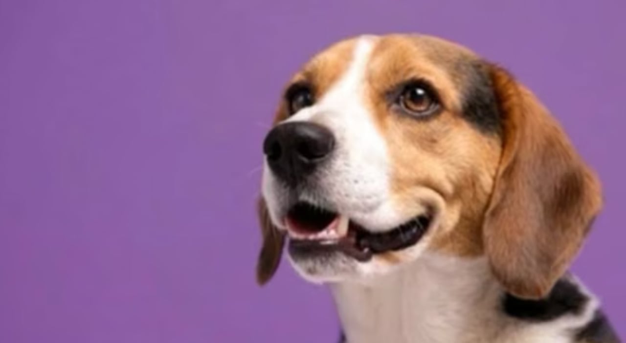 Dog On Phone