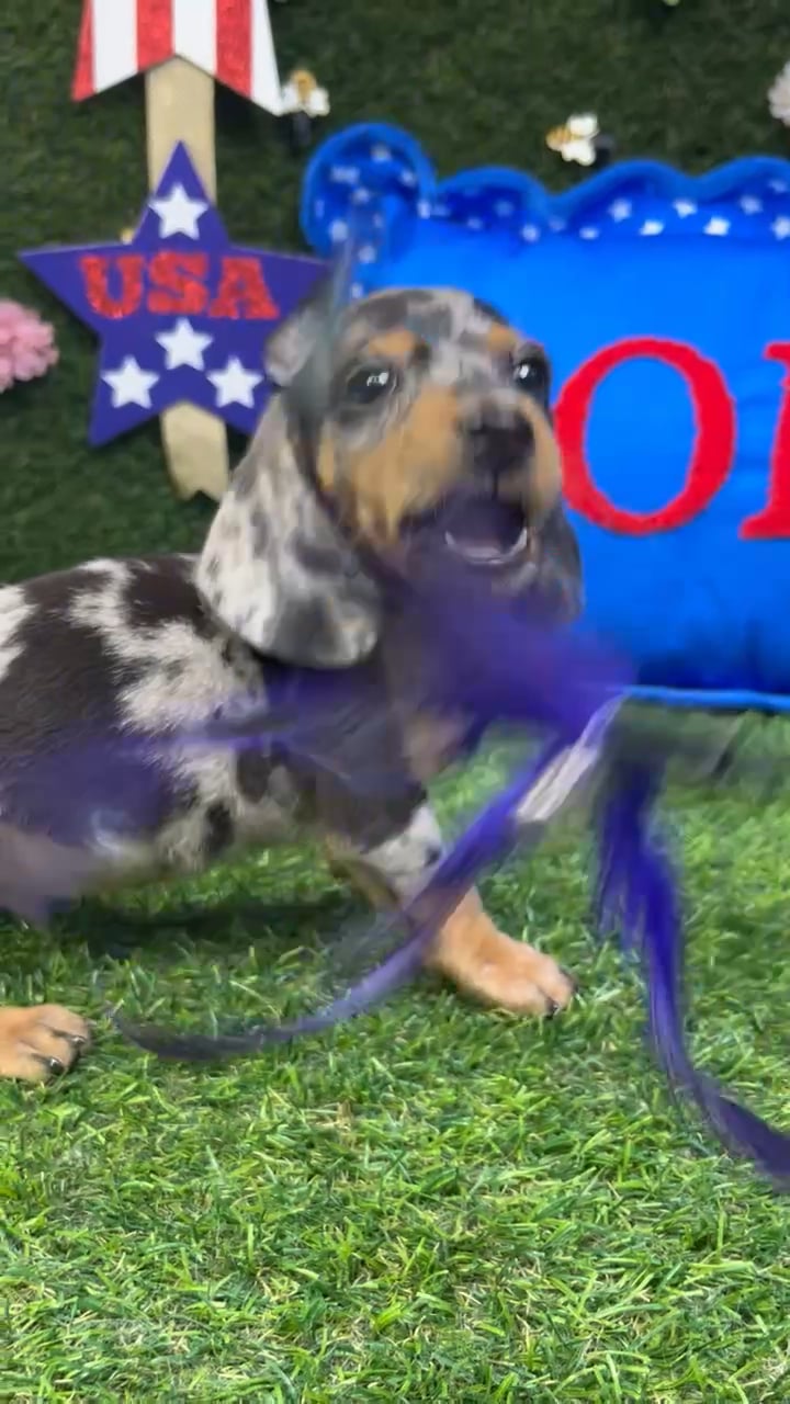 Male Dachshund puppy named Ron for sale at Puppy Dreams - Carrollton. video thumbnail