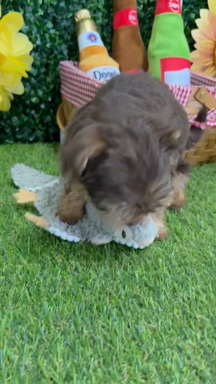 Male Havashire puppy named Dash for sale at Puppy Dreams - Missouri City. video thumbnail