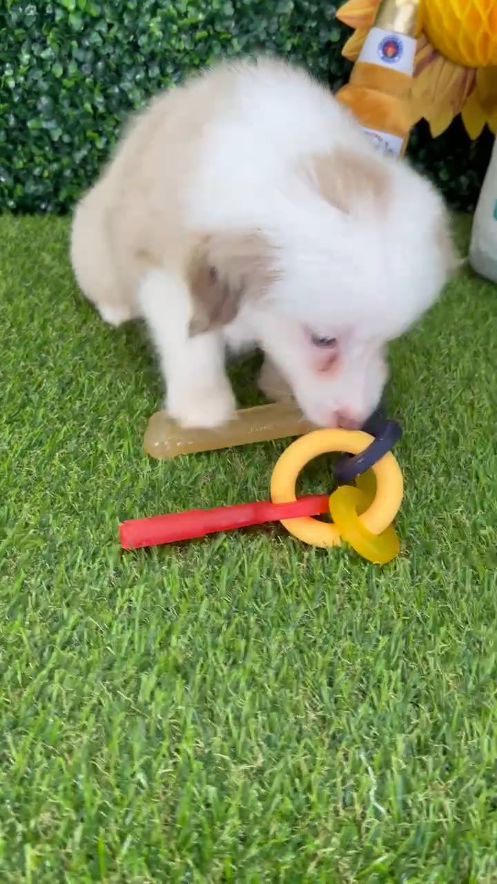 Female Mini Aussie puppy named Chloe for sale at Puppy Dreams - Missouri City. video thumbnail