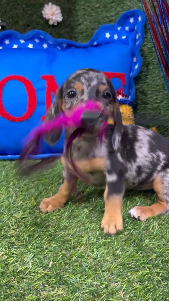 Female Dachshund puppy named Hermione for sale at Puppy Dreams - Carrollton. video thumbnail