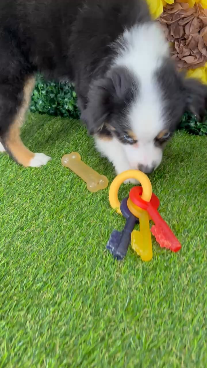 Female Mini Aussie puppy named Maze for sale at Puppy Dreams - Missouri City. video thumbnail