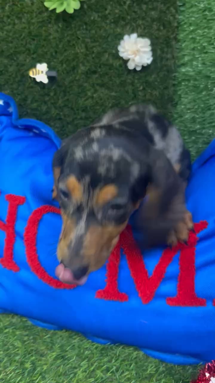 Male Dachshund puppy named Harry for sale at Puppy Dreams - Carrollton. video thumbnail