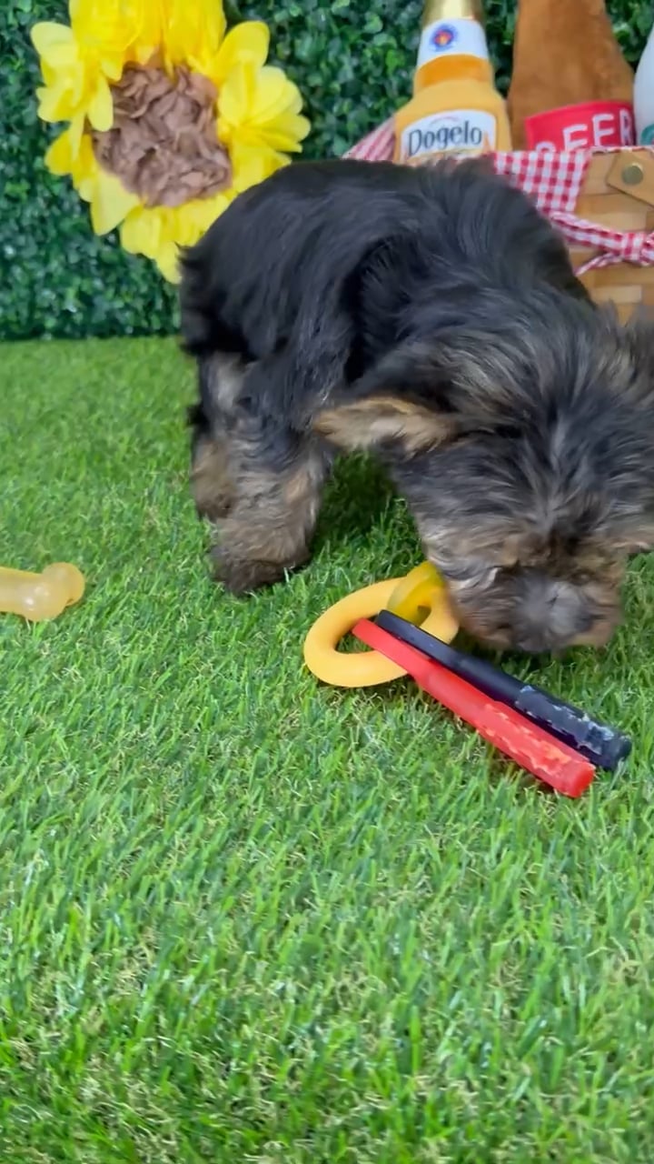 Female Yorkie puppy named Naomi for sale at Puppy Dreams - Missouri City. video thumbnail
