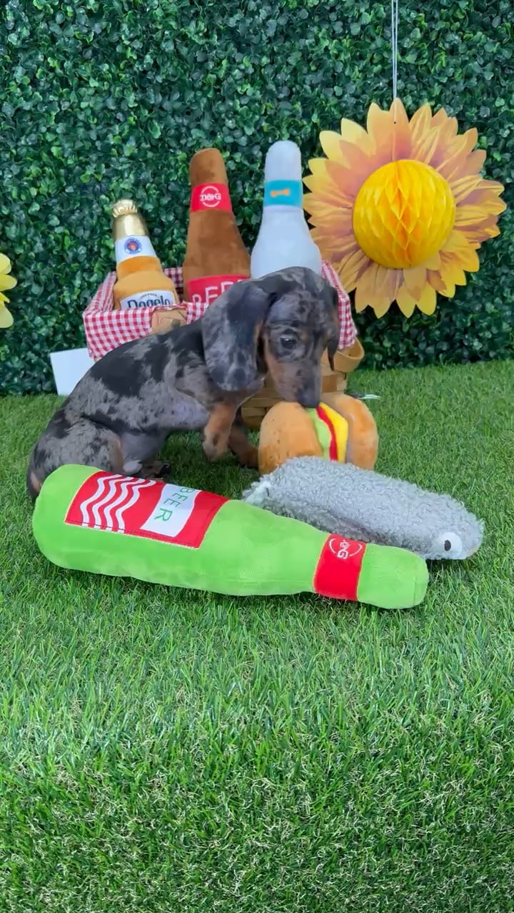 Male Dachshund puppy named Toto for sale at Puppy Dreams - Missouri City. video thumbnail