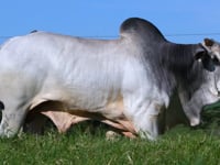 Lote 51