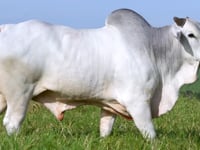 Lote 86