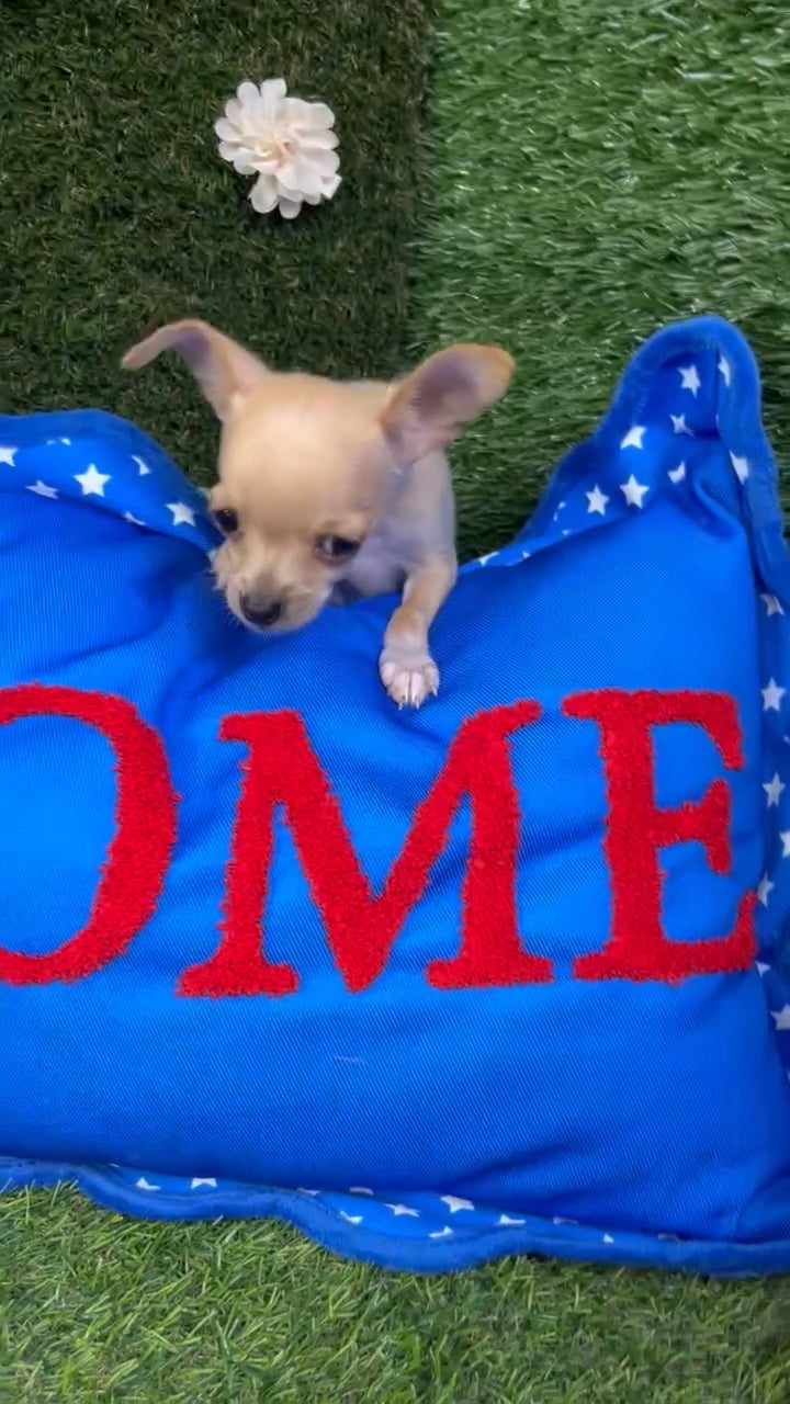 Male Chihuahua puppy named Woody for sale at Puppy Dreams - Carrollton. video thumbnail