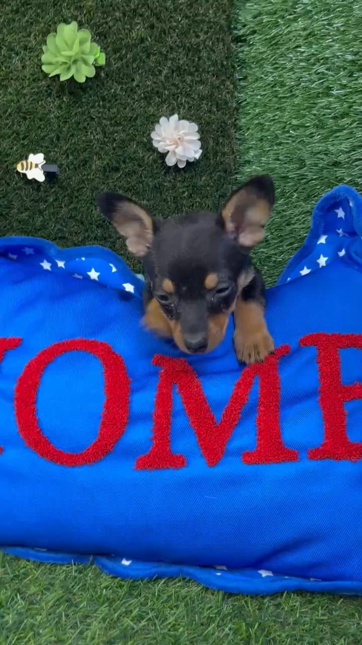 Male Chihuahua puppy named Buzz for sale at Puppy Dreams - Carrollton. video thumbnail