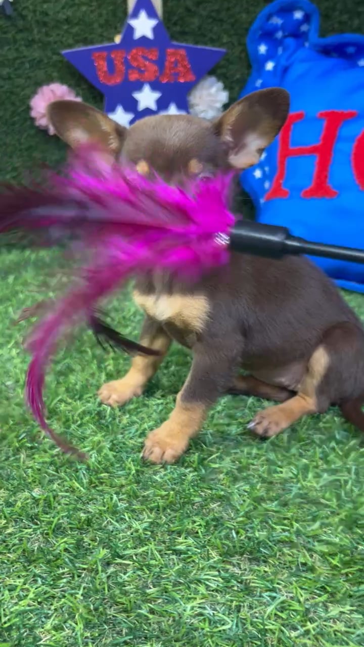 Female Chihuahua puppy named Jessie for sale at Puppy Dreams - Carrollton. video thumbnail