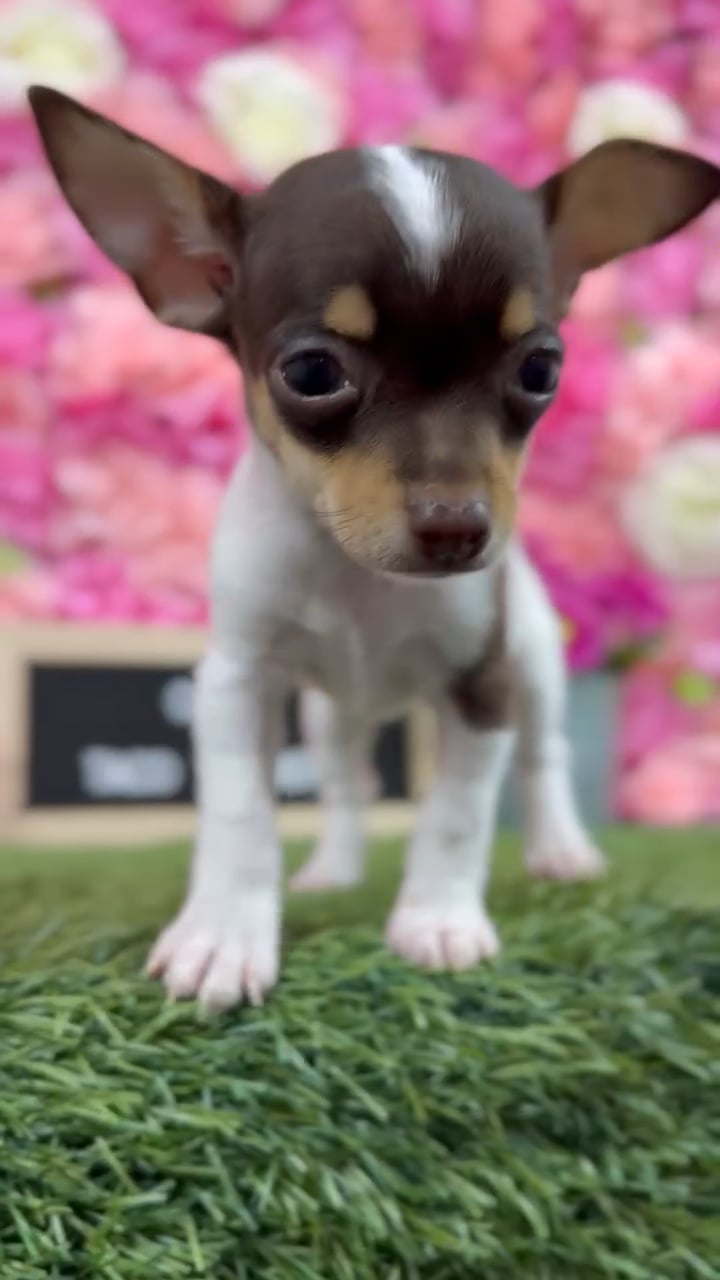 Female Taco Terrier (Toy Fox/Chi) puppy named Chica for sale at Pet Express Braintree. video thumbnail