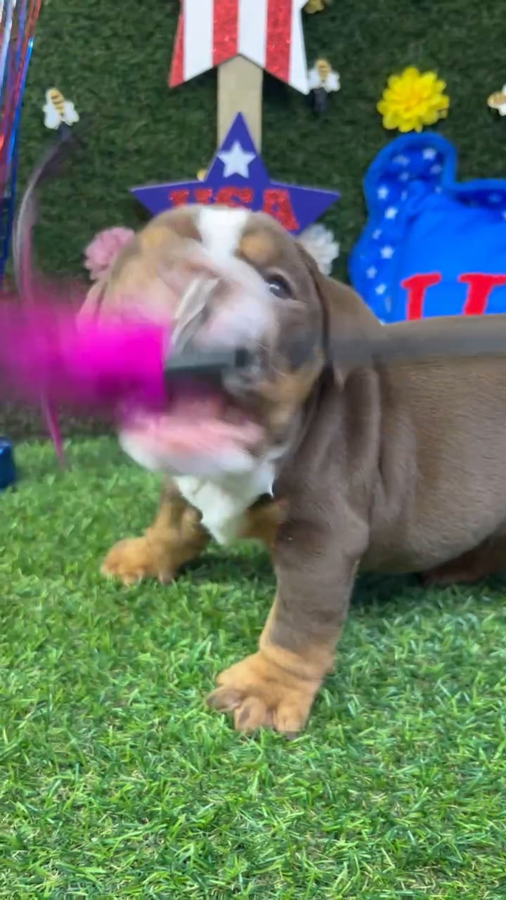 Male English Bulldog puppy named Waffle for sale at Puppy Dreams - Carrollton. video thumbnail