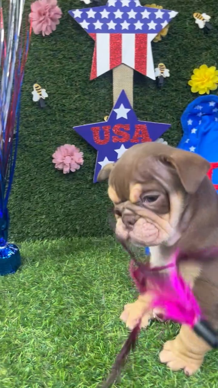 Female English Bulldog puppy named Muffin for sale at Puppy Dreams - Carrollton. video thumbnail