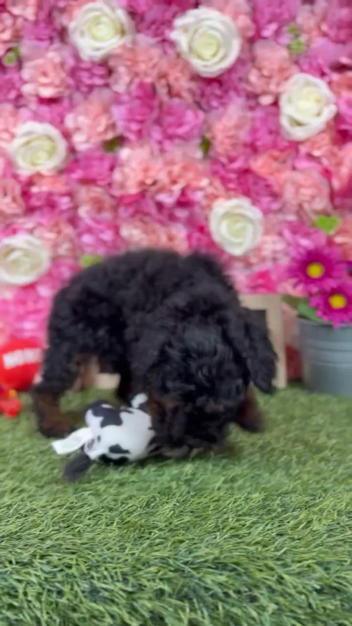 Female Poodle (Mini) puppy named Emma for sale at Pet Express Braintree. video thumbnail