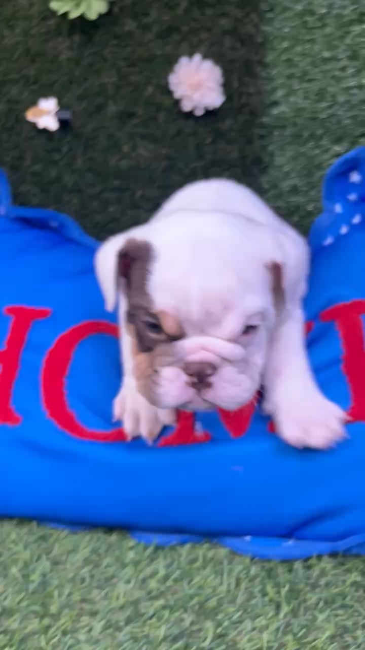 Male English Bulldog puppy named Sausage for sale at Puppy Dreams - Carrollton. video thumbnail
