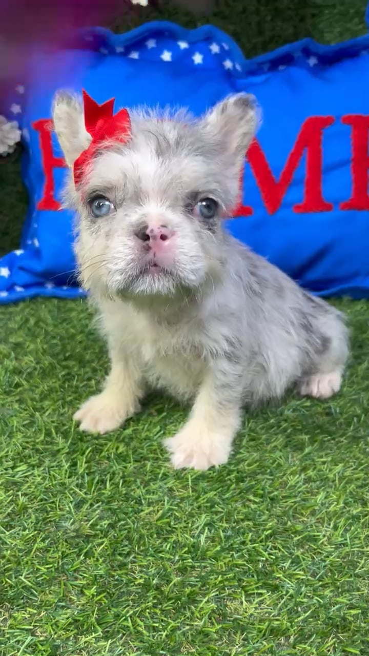 Female Fluffy French Bulldog puppy named Furby for sale at Puppy Dreams - Carrollton. video thumbnail