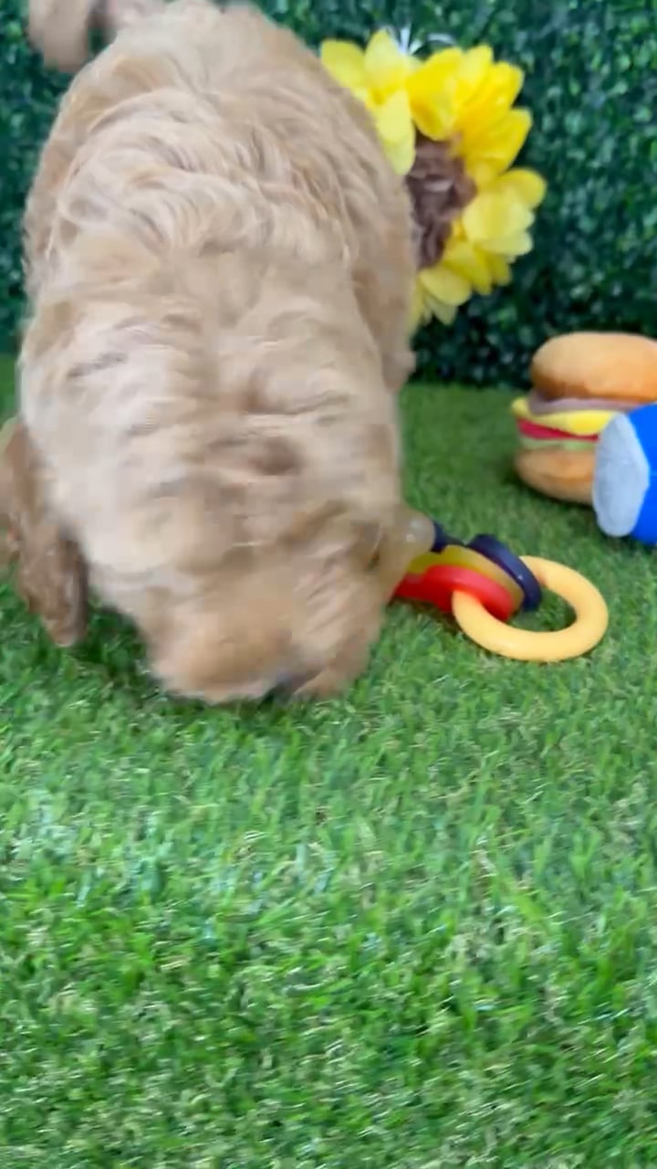 Male Mini Goldendoodle puppy named Rory for sale at Puppy Dreams - Missouri City. video thumbnail