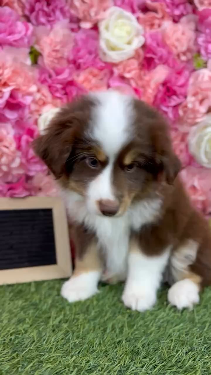 Male Miniature Australian Shepherd puppy named Jet for sale at Pet Express Braintree. video thumbnail