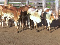 Lote 17