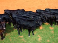 Lote 18