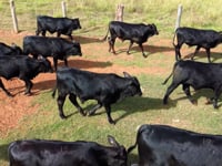 Lote 19