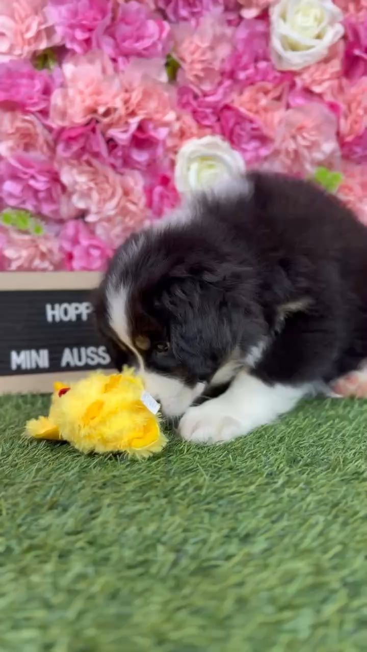 Male Miniature Australian Shepherd puppy named Hopper for sale at Pet Express Braintree. video thumbnail