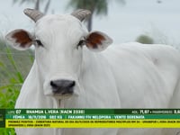 Lote 07