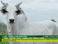 Lote 05