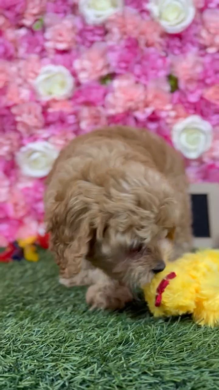Male Cavapoo puppy named Marty for sale at Pet Express Braintree. video thumbnail